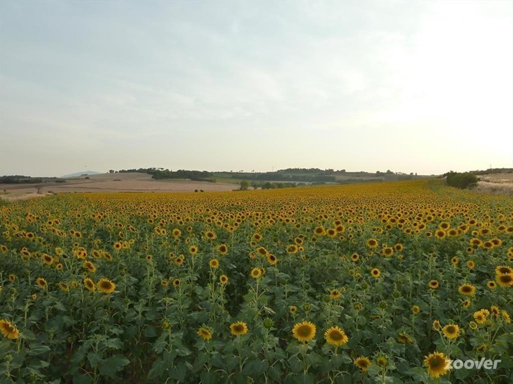 Agriturismo Il Canto Della Gallina 호텔 Villastrada  외부 사진